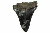 Partial Megalodon Tooth - Sharp Serrated Blade #332266-1